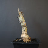 A.アクレアータ 34