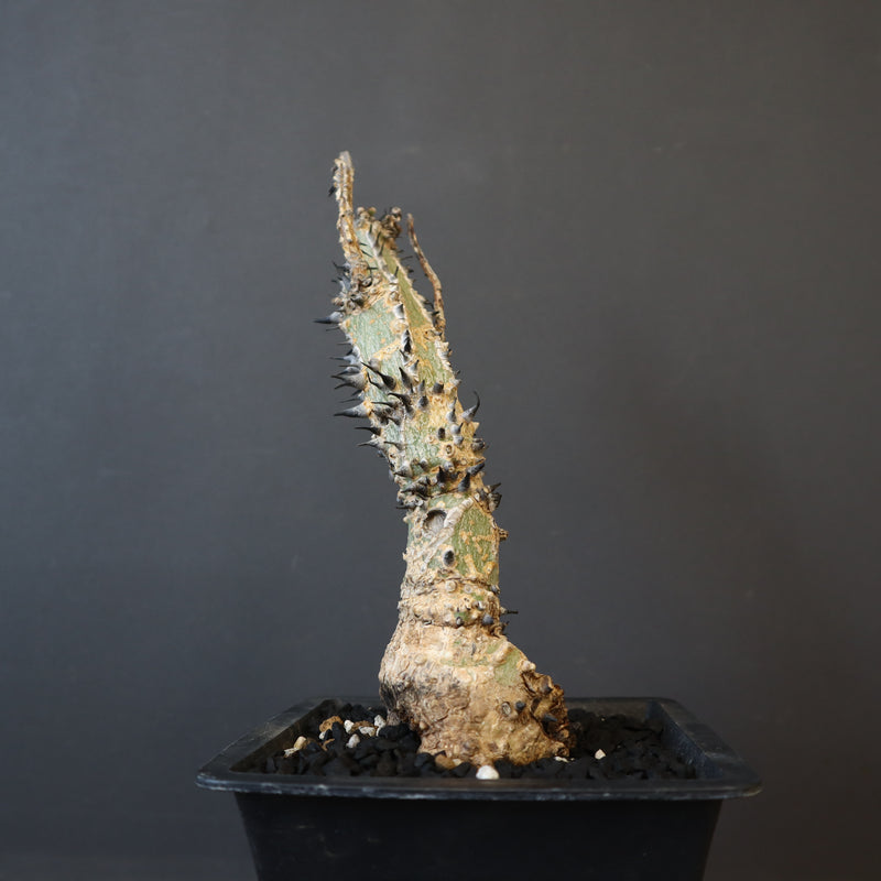 A.アクレアータ 34