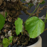 【QUTOTEN.】オオハマボウ　EC1684