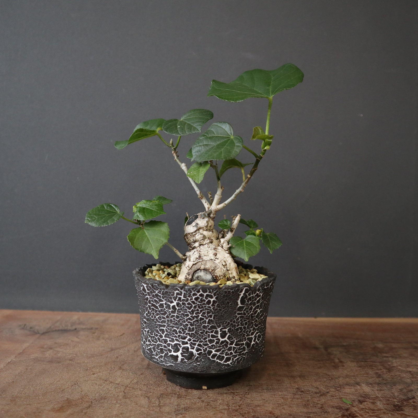 塊根植物 黒い鉢 植物　イボオオハマボウ 雷土陶器鉢】オオハマボウ EC1832 – TaiShoDo ONLINE SHOP