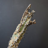 A.アクレアータ 34