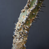 A.アクレアータ 34