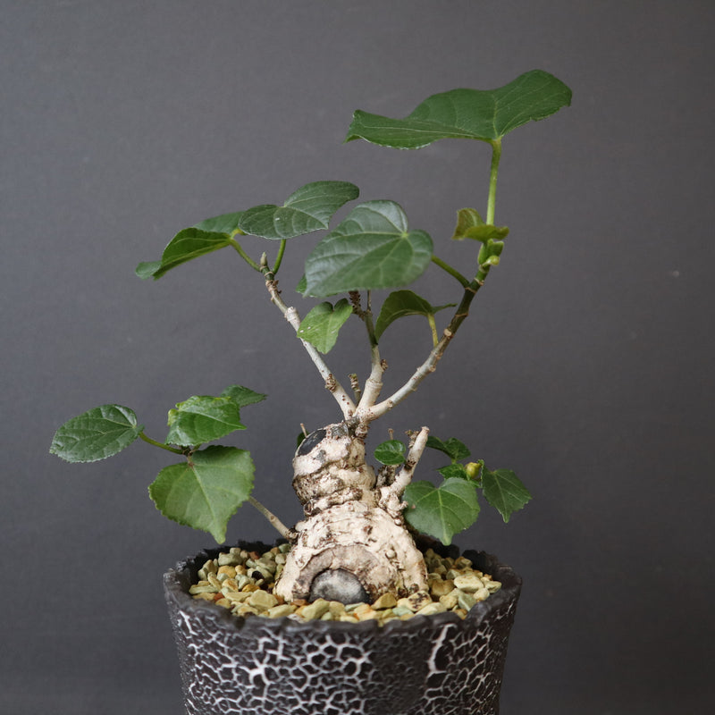 雷土陶器鉢】オオハマボウ EC1832 – TaiShoDo ONLINE SHOP