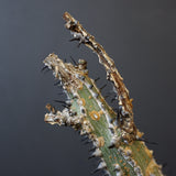 A.アクレアータ 34