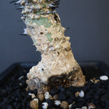 A.アクレアータ 34