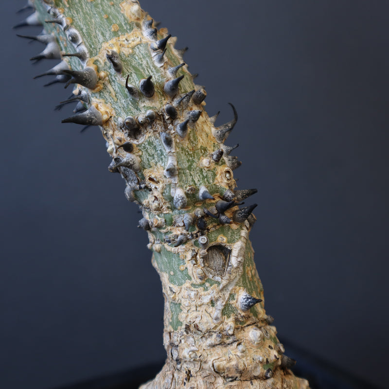 A.アクレアータ 34