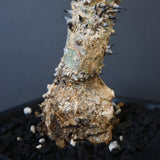 A.アクレアータ 34