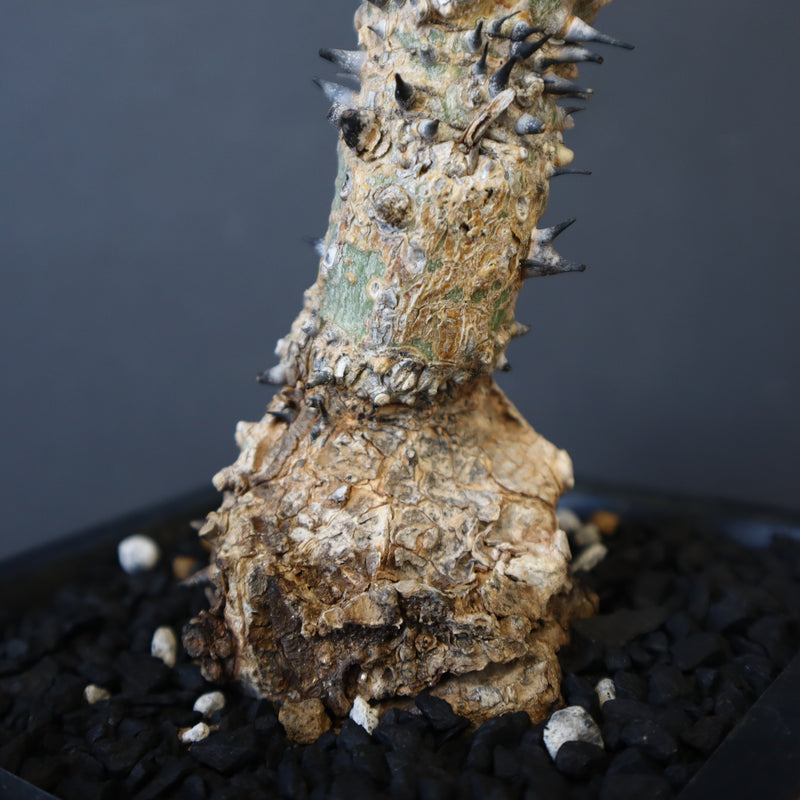 A.アクレアータ 34