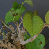 【QUTOTEN.】オオハマボウ　EC1684