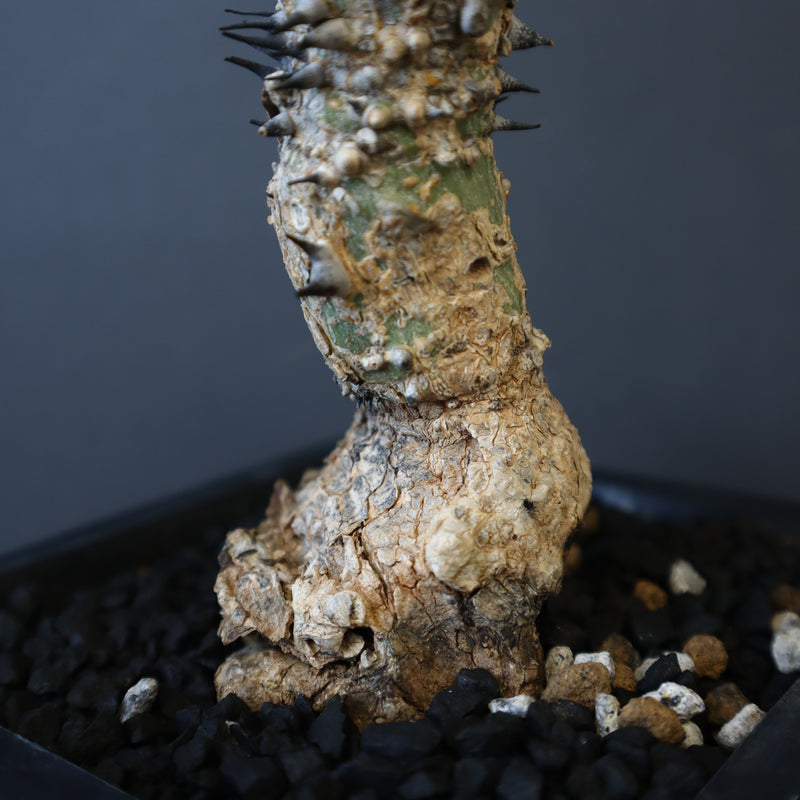 A.アクレアータ 34