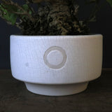 【QUTOTEN.】オオハマボウ　EC1684