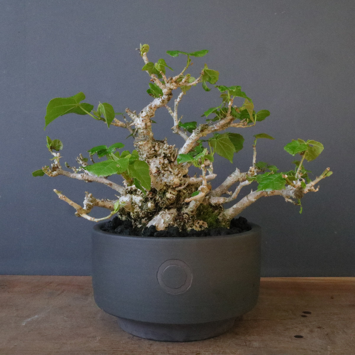 おしゃれ鉢と。 – TaiShoDo ONLINE SHOP