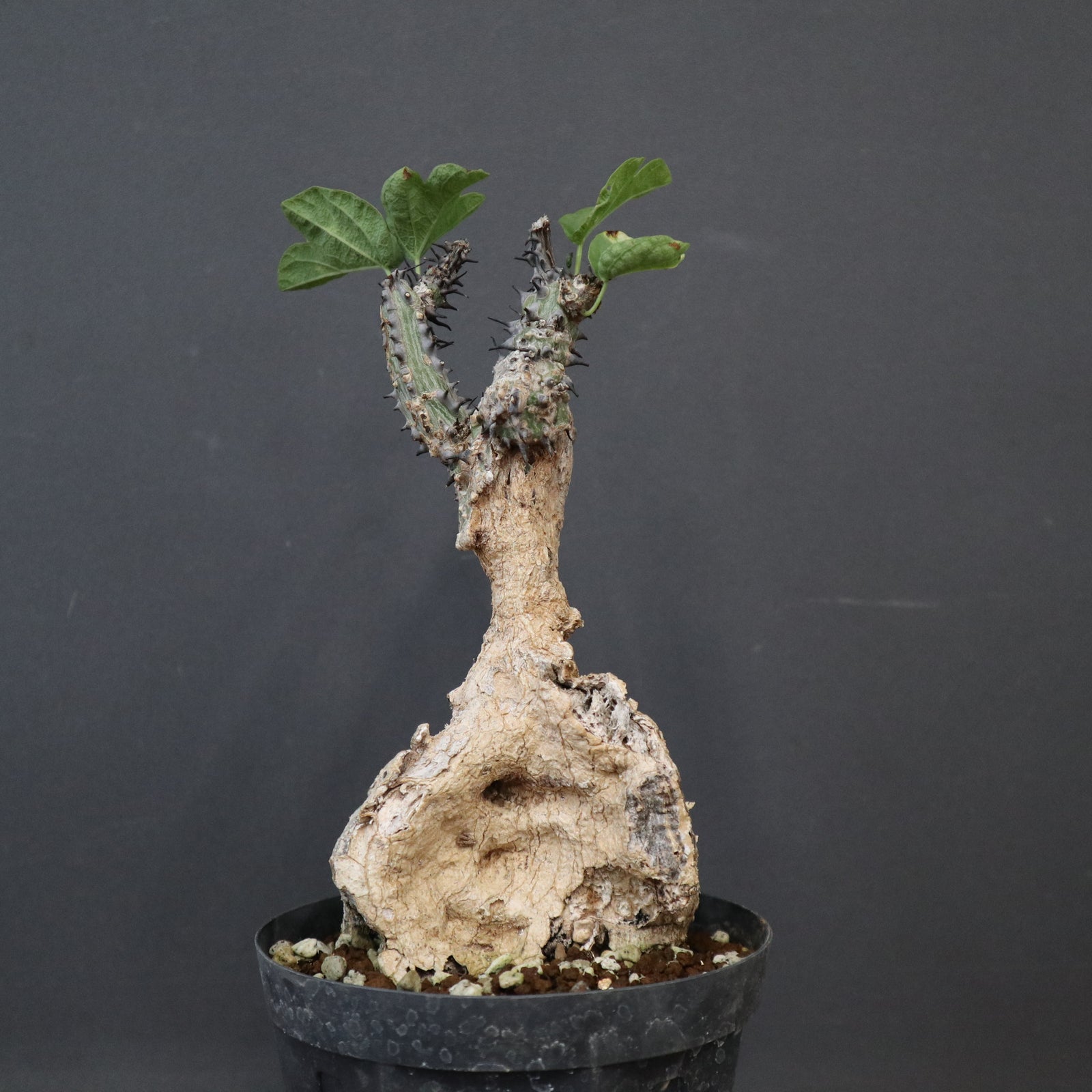 A.アクレアータ 94 – TaiShoDo ONLINE SHOP