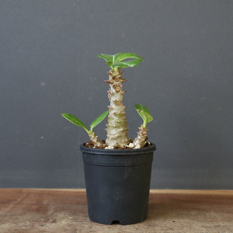 P.ウィンゾリー（実生）98 – TaiShoDo ONLINE SHOP