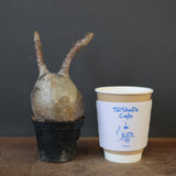 P.グラキリス 1628