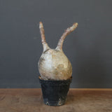 P.グラキリス 1628