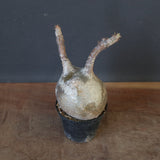 P.グラキリス 1628