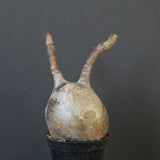 P.グラキリス 1628