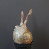 P.グラキリス 1628