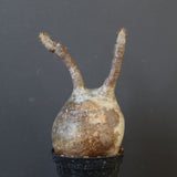 P.グラキリス 1628