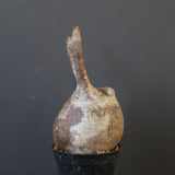 P.グラキリス 1628