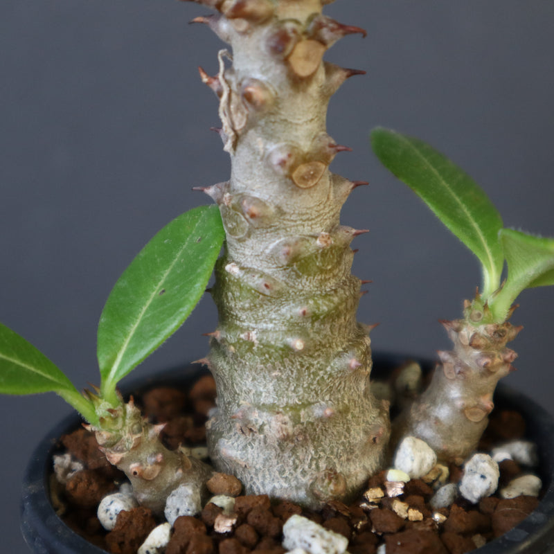 ウィンゾリー　実生 まとめ】パキポディウム・ウィンゾリーの実生記録・育て方