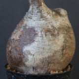 P.グラキリス 1628