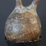 P.グラキリス 1628