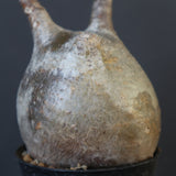 P.グラキリス 1628