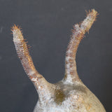 P.グラキリス 1628