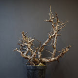 B.ネグレクタ 49