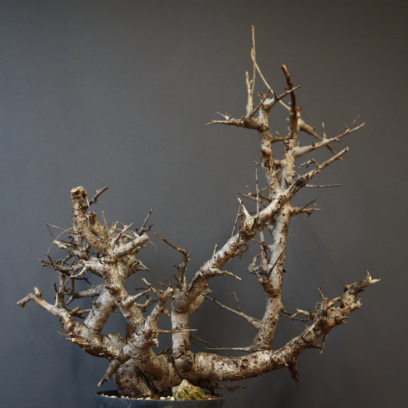 B.ネグレクタ 49