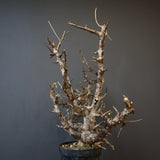 B.ネグレクタ 49