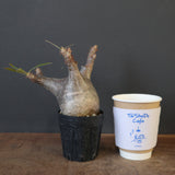 P.グラキリス 1655