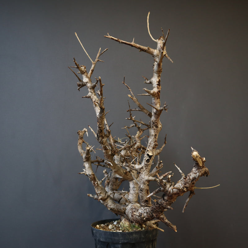 B.ネグレクタ 49