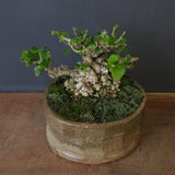 オオハマボウ　EC1674