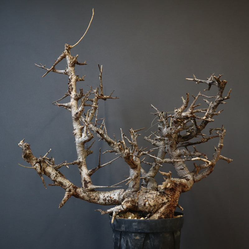 B.ネグレクタ 49