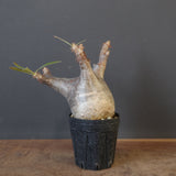 P.グラキリス 1655