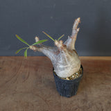 P.グラキリス 1655