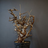 B.ネグレクタ 49