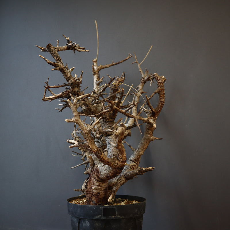 B.ネグレクタ 49