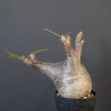 P.グラキリス 1655