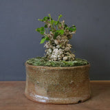 オオハマボウ　EC1674