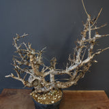 B.ネグレクタ 49