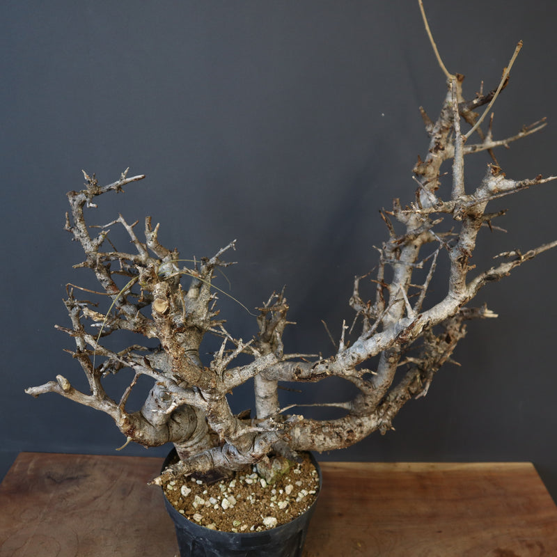 B.ネグレクタ 49