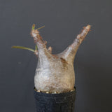 P.グラキリス 1655