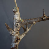 B.ネグレクタ 49