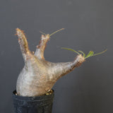 P.グラキリス 1655