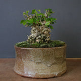 オオハマボウ　EC1674