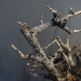 B.ネグレクタ 49